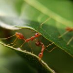 Ants mating tips and facts