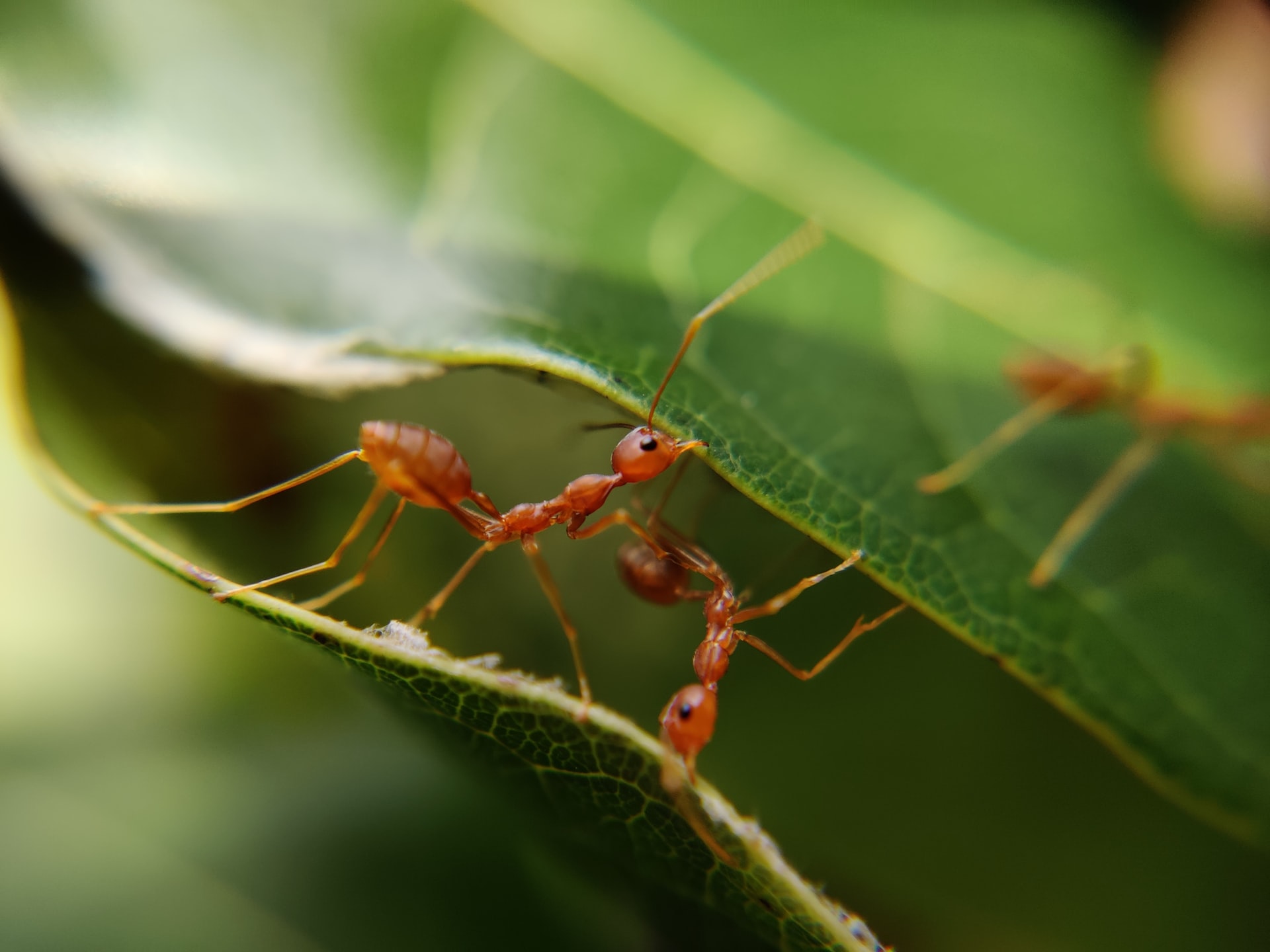 Read more about the article Ants mating tips and facts