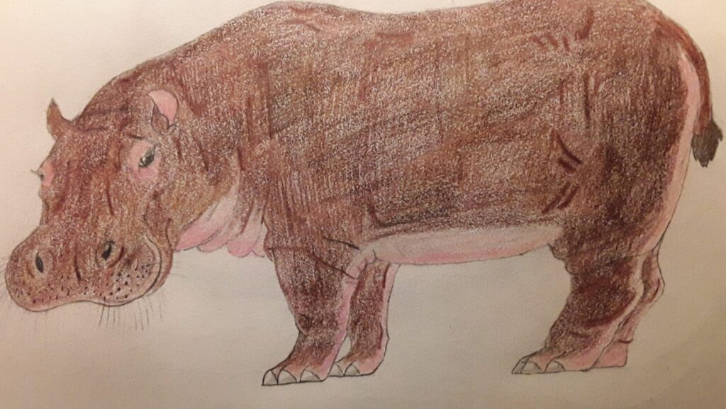 Drawing:sb1syh8a_j4= Hippo