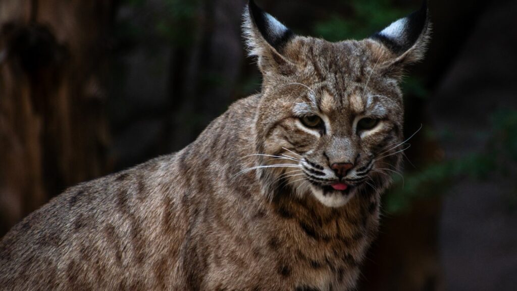 cute:7xohkiofew8= bobcat