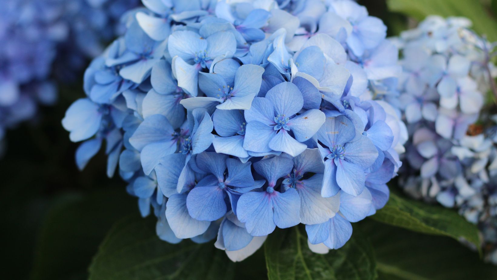 blue:413xunemq7c= flowers